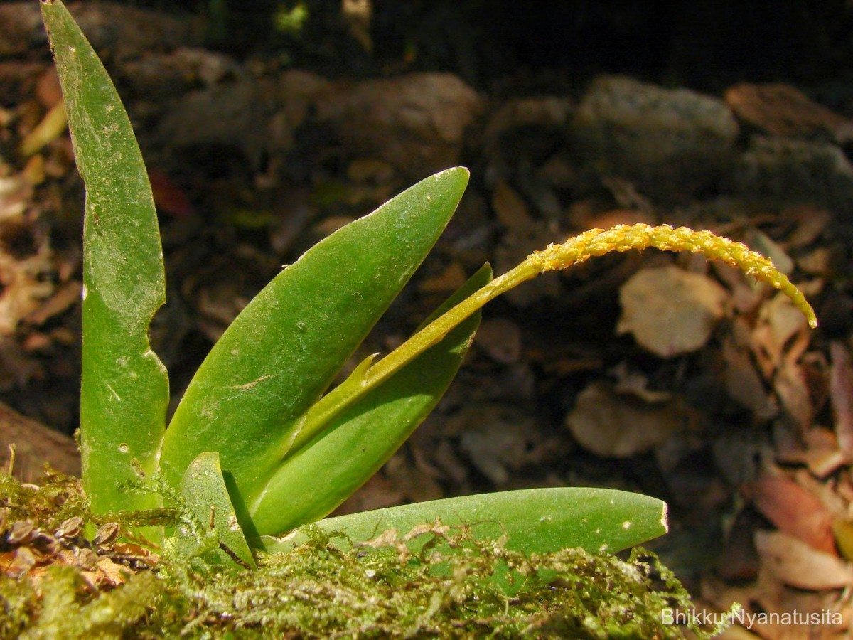 Oberonia forcipata Lindl.